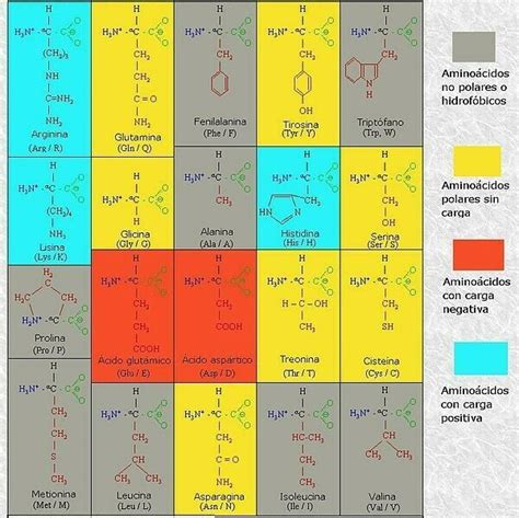 Aminoácidos y Proteínas Mind Map