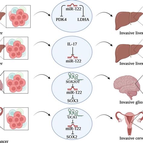 Mir 122 Target Different Mrna In Different Tissues Download