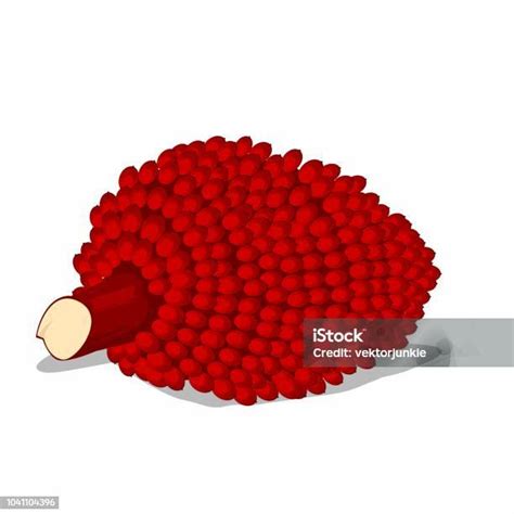 Ilustrasi Vektor Buah Kelapa Sawit Merah Terisolasi Ilustrasi Stok