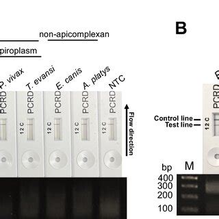 Specificity Of The RPA LFD Assay Using RpaBab264 For Babesia Spp