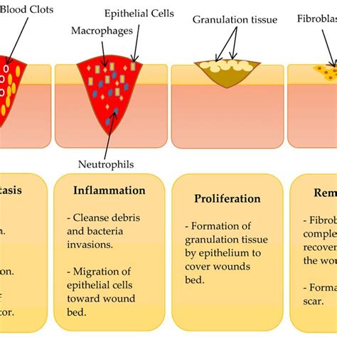 phases  wound healing adapted  ref