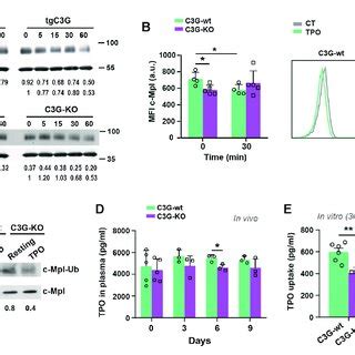 C G Regulates Platelet Levels After Tpo Injection Or Fu Induced