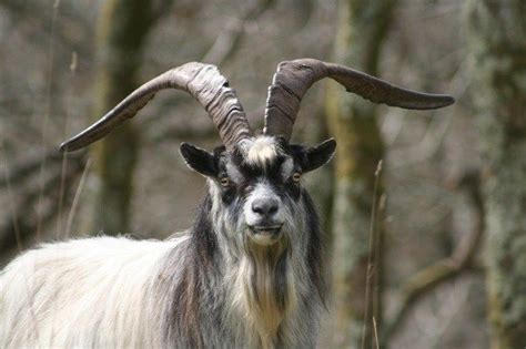 Nubian Goat With Horns