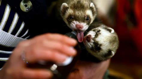 Un Fuego La Foto De Sol P Rez En Bikini En La Playa Infobae
