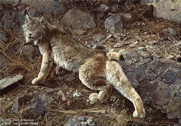 In Northern Hunting Grounds - NaturesScene