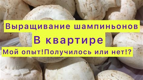 Результат выращивания шампиньонов в квартире! - YouTube