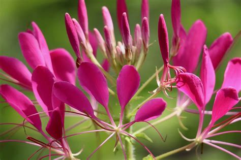 Spider Flower Plant Cleome Free Photo On Pixabay Pixabay