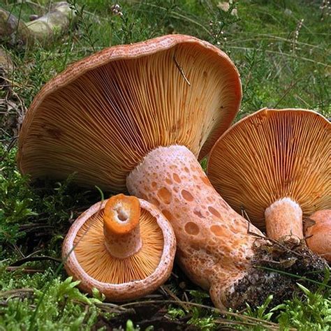 Lactaire D Licieux Lactarius Deliciosus Mycoth Rapie Russulac Es