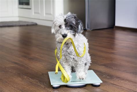 How to assess your dogs weight at home - Pet GP