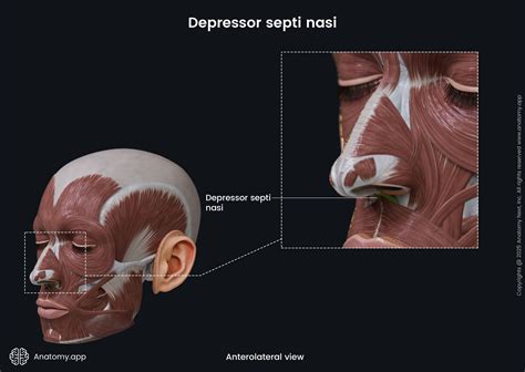 Depressor septi nasi (anterolateral view) | Anatomy.app