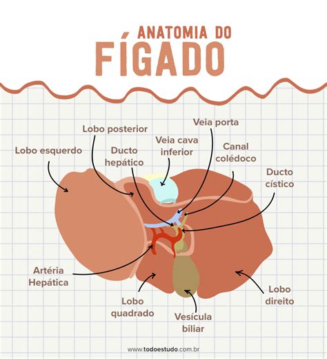 O Que É Fígado Opilado - Qual A Função Do Fígado No Sistema Digestivo - BRAINCP