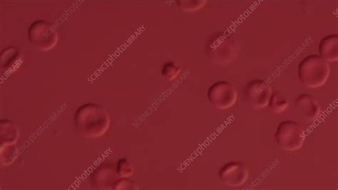 Plasmodium berghei, light microscopy - Stock Video Clip - K005/2630 ... 