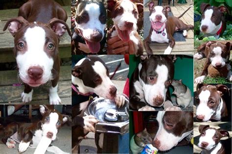 Pin By Angel Johnting On Pit Bulls ~ Best Breed Pitbulls Terrier Boston Terrier