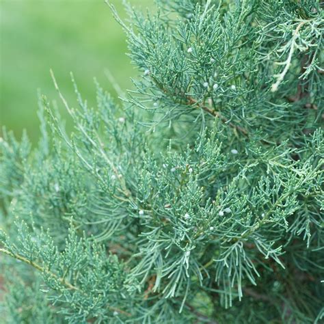 Juniper | Aquavita™ | Proven Winners® Shrubs – Proven Winners Direct™