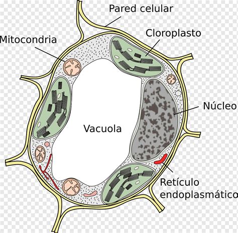 Vacúolo Na Célula Vegetal - 8