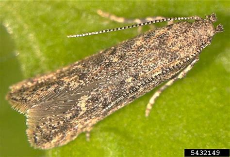 Fact Sheet Tomato Leafminer