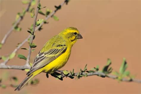 Burung Bisa Terbang Karena Memiliki Bukan Sayap Jawabannya Tebak