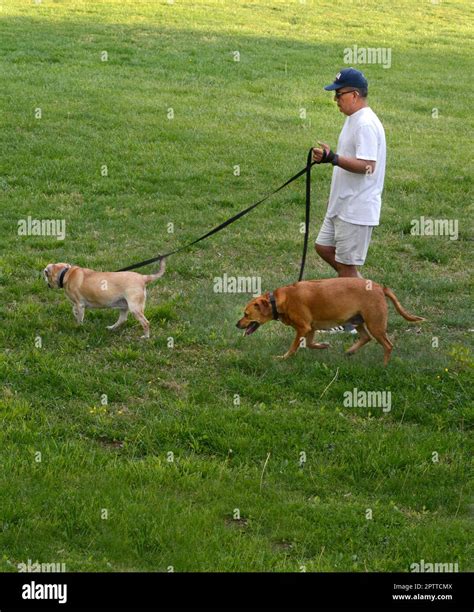 A Man Walks His Two Pet Dogs In A Public Park In Abingdon Virginia