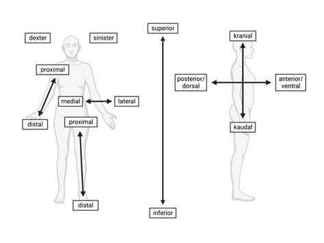 Dorsal Surface Anatomy Diagram Quizlet Off