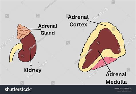 7,335 Adrenal Gland Images, Stock Photos & Vectors | Shutterstock