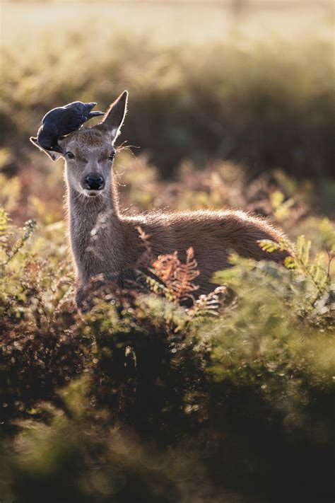 Mars Mysteries: The Bizarre Story of NASA’s Project Red Sun | by