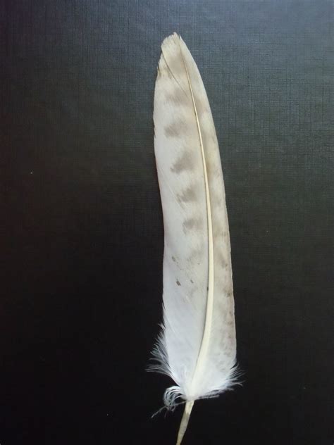Une Plume Faucon Pélerin
