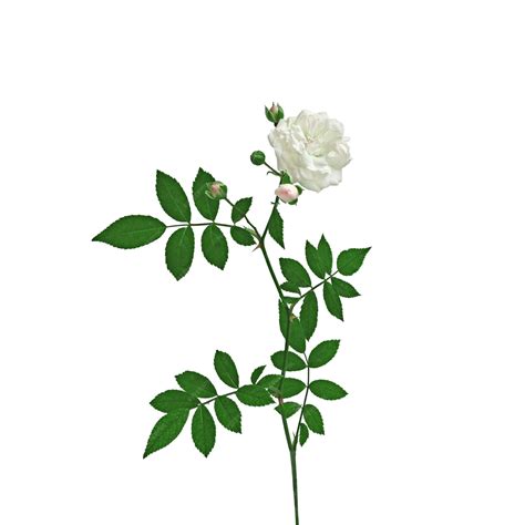Premium Photo A Sprig Of A White Rose With A Flower And Buds And With