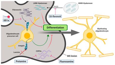 Jcm Free Full Text Regulation Of Oligodendrocyte Functions