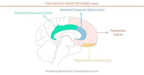 infographics knowing neurons