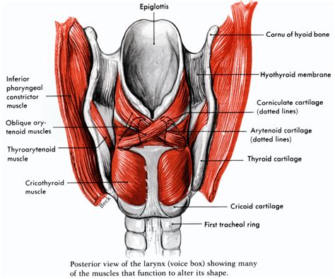 Intrinsic Muscles Of Larynx Phoenixecwebster