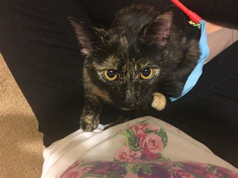 Finding cat fostering near me is easier than most owners think 19