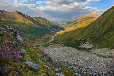 Цветы в горах Кавказа (78 фото)