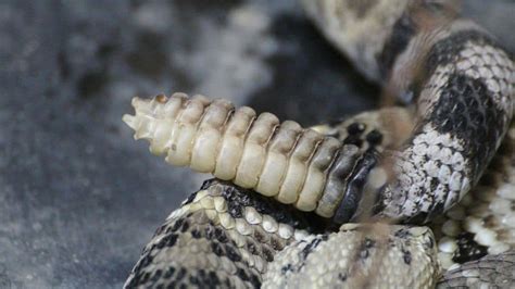 Rattlesnake Facts (8 Deadly Facts That Will Surprise You)