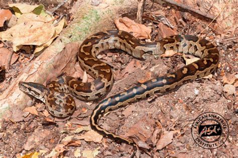 Southern African Python African Snakebite Institute