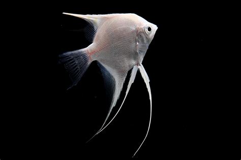 Angel Fish For Sale Live Tropical Freshwater Fish Splashy Fish