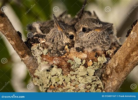 Two Fledgling Baby Hummingbirds In A Nest Looking At Camera Stock Image