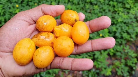 Frutas Tipica Do Maranh O Librain