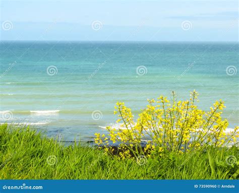 Fiori Selvaggi Sulle Scogliere Di Etretat Francia Fotografia Stock