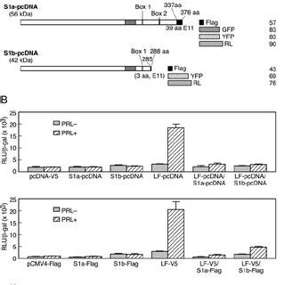 Functional Characterization Of Hprlr Tagged Constructs A