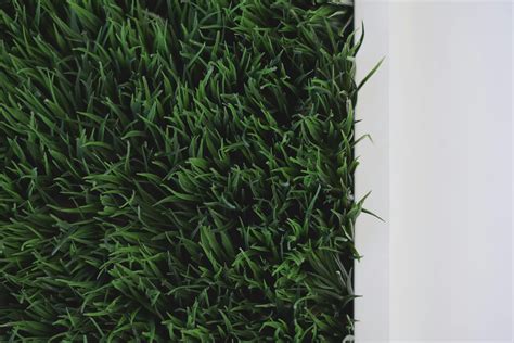 Plantas De Hojas Verdes · Foto de stock gratuita