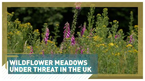 UK Wildflower Meadows Vital To Biodiversity Are Under Threat Says WWF