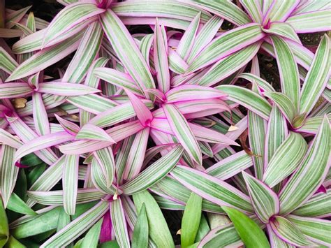 Plantas Roxas E Seus Nomes - 62 Plantas Roxas e Seus Nomes: Folhagens, Flores e Dicas de Cultivo