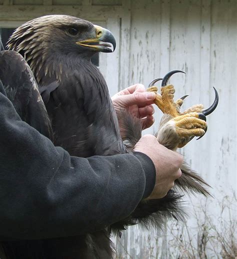 Harpy Eagle Claws