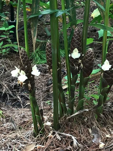 Daun Kantan In English Nicola Fisher