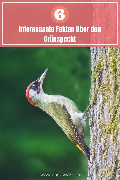 6 interessante Fakten über den Grünspecht Grünspecht Natur tiere