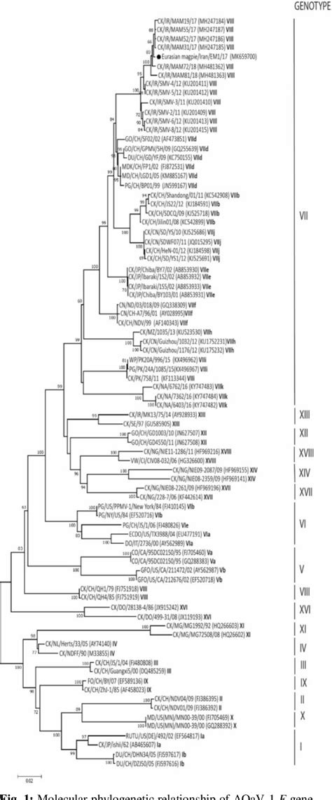 Figure From Molecular Characterization And Phylogenetic Analysis Of