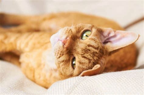14 Orange Cat Breeds An Overview With Pictures FAQcats Com