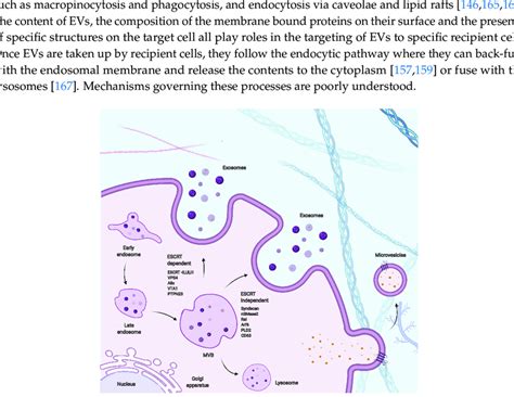 Schematic representation of pathways involved in extracellular vesicle ... 