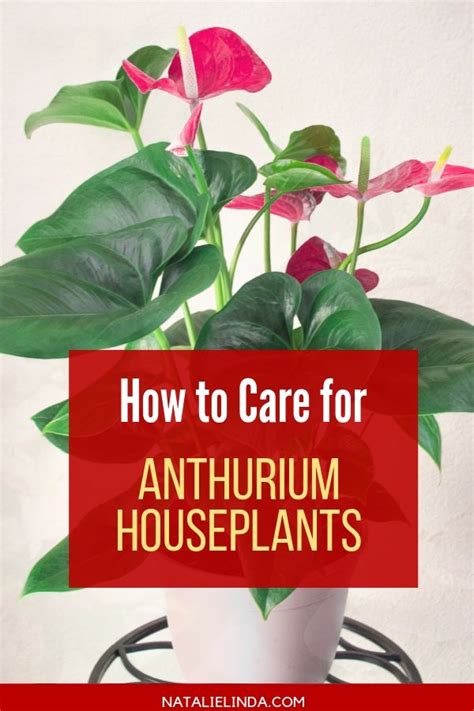 How To Take Care Of Anthurium Plants Indoors Natalie Linda