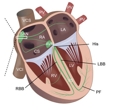 Electrophysiology Of The Heart Flashcards Quizlet